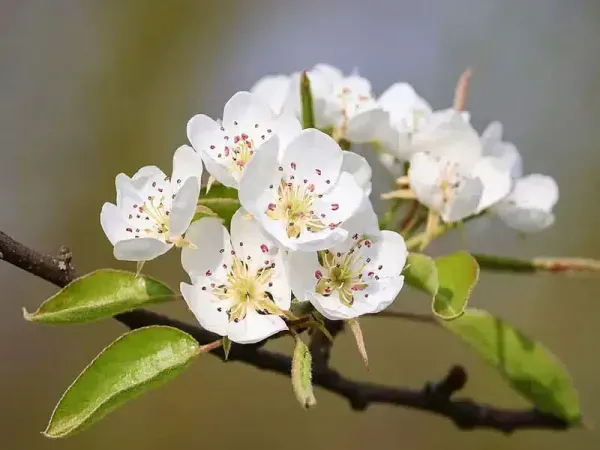  شکوفه درخت گلابی بیروتی