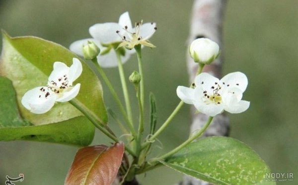  شکوفه درخت گلابی بیروتی