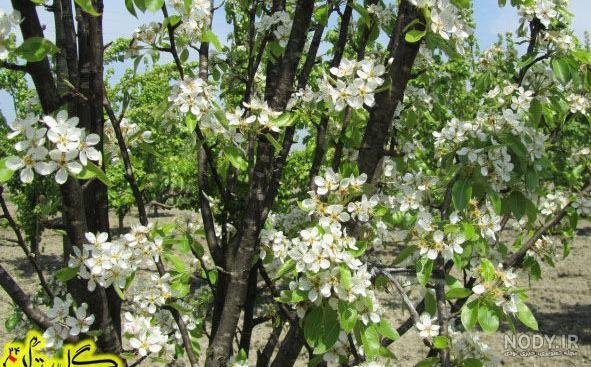  شکوفه درخت گلابی بیروتی