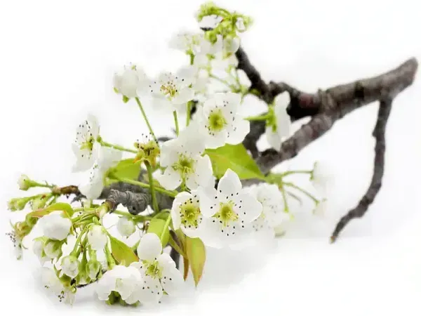 شکوفه درخت گلابی بیروتی
