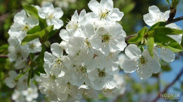  شکوفه درخت گلابی بیروتی