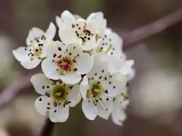  شکوفه درخت گلابی بیروتی