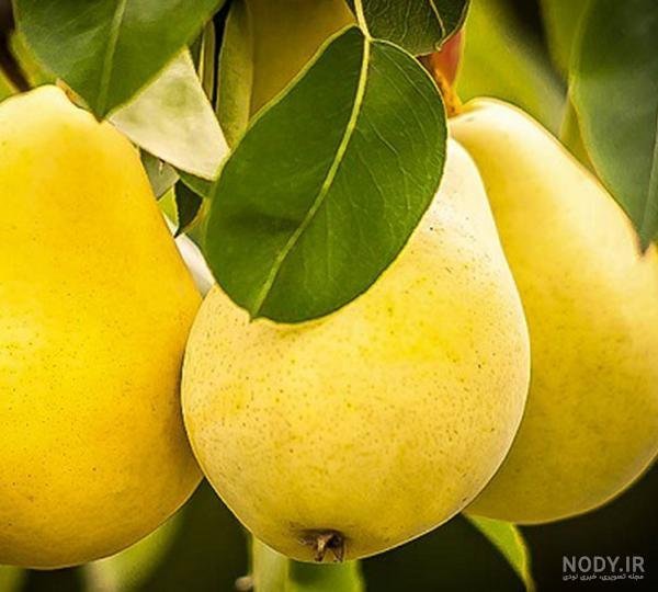  شکوفه درخت گلابی بیروتی