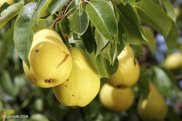  تصاویر گلابی بیروتی