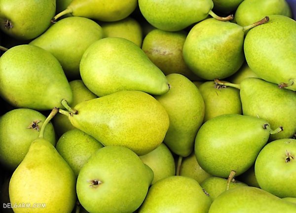  تصاویر گلابی بیروتی
