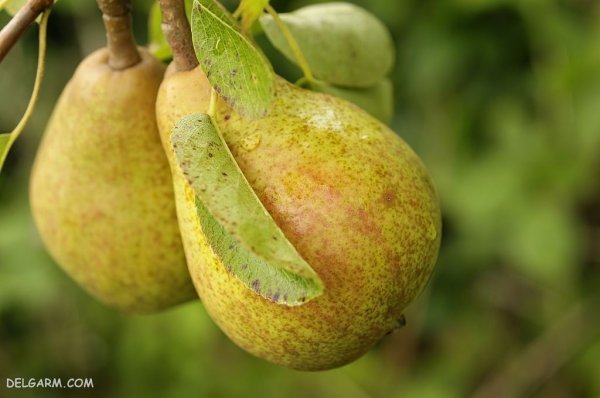  تصاویر گلابی بیروتی