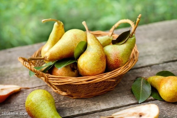  تصاویر گلابی بیروتی