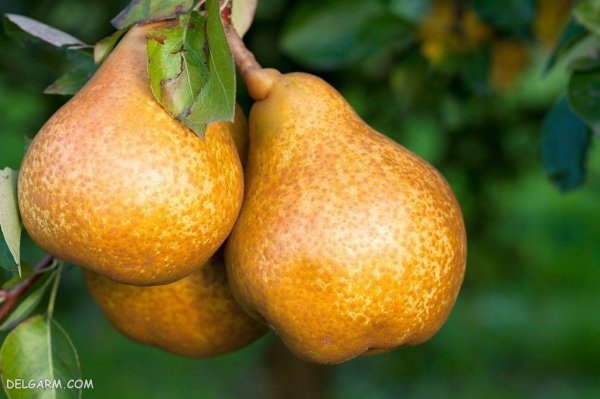  تصاویر گلابی بیروتی