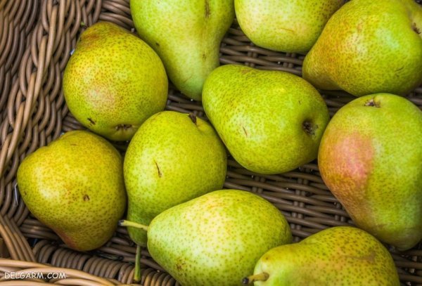  تصاویر گلابی بیروتی
