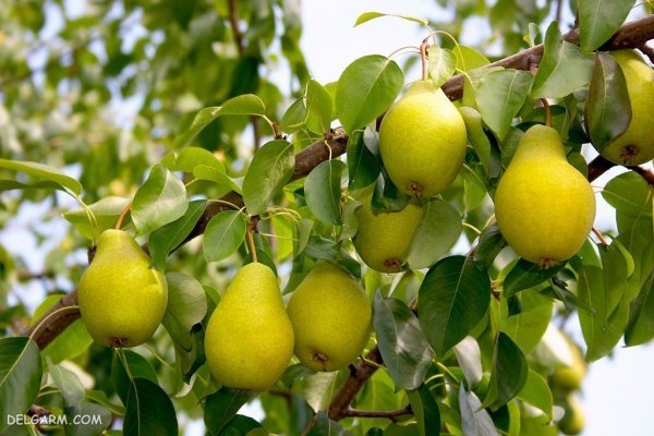  تصاویر گلابی بیروتی