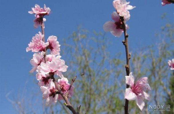  عکس از شکوفه های هلوی بهاری