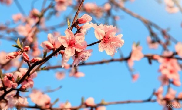  عکس از شکوفه های هلوی بهاری