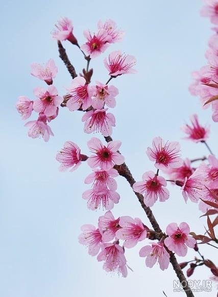  عکس از شکوفه های هلوی بهاری