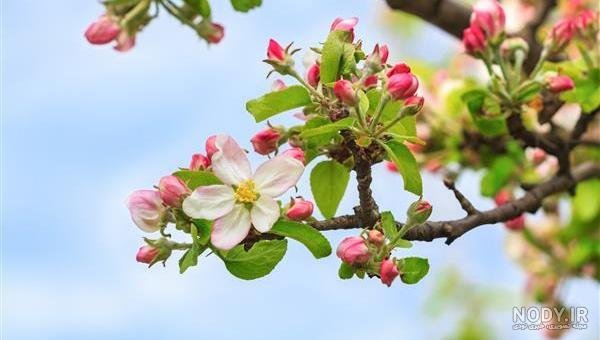  عکس از شکوفه های هلوی بهاری