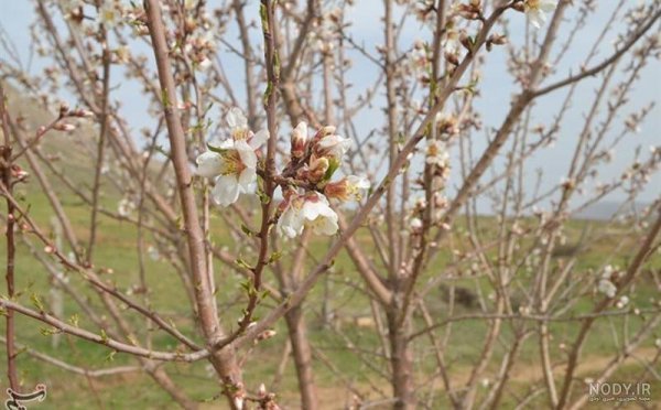  عکس از شکوفه های هلوی بهاری