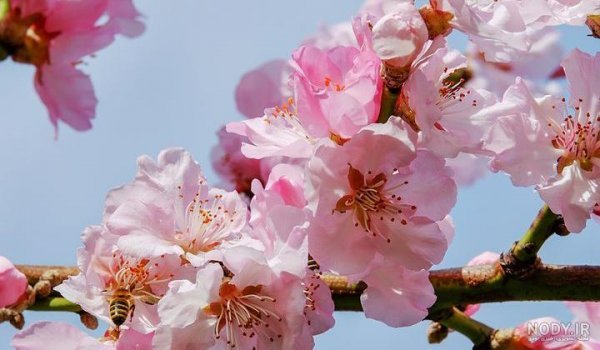  عکس از شکوفه های هلوی بهاری