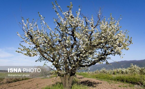  عکس از شکوفه های هلوی بهاری