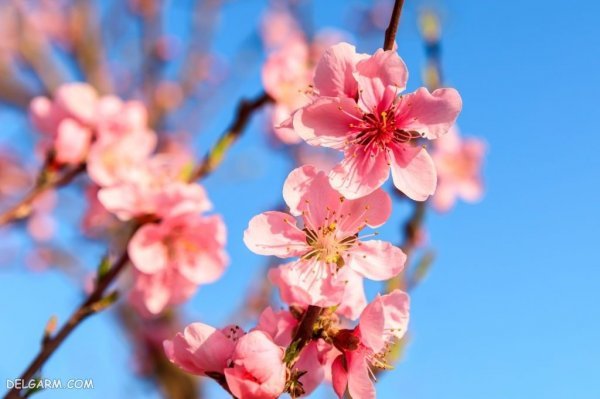  عکس شکوفه درخت هلو انجیری