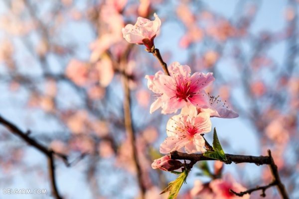  عکس شکوفه درخت هلو انجیری