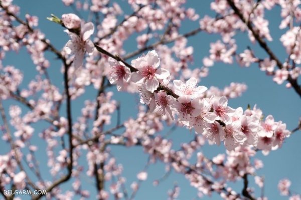  عکس شکوفه درخت هلو انجیری