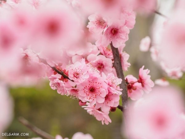  عکس شکوفه درخت هلو انجیری