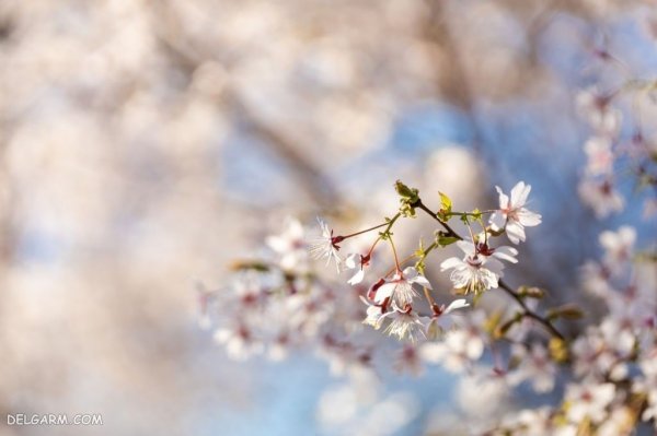  عکس شکوفه درخت هلو انجیری