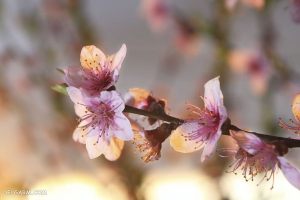  عکس شکوفه درخت هلو انجیری