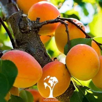  عکس درخت زردآلو با کیفیت بالا