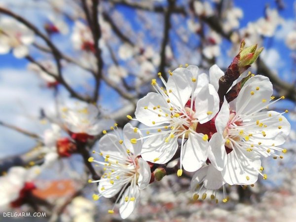  عکس درخت زردآلو با کیفیت بالا