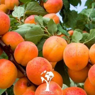  عکس درخت زردآلو با کیفیت بالا