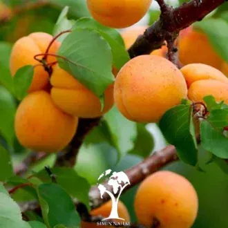  عکس درخت زردآلو با کیفیت بالا