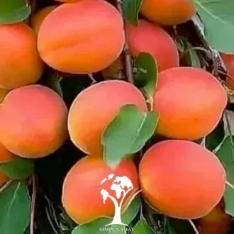  عکس درخت زردآلو با کیفیت بالا