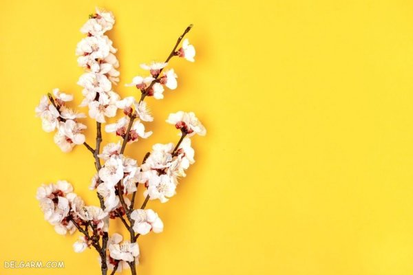  عکس درخت زردآلو با کیفیت بالا
