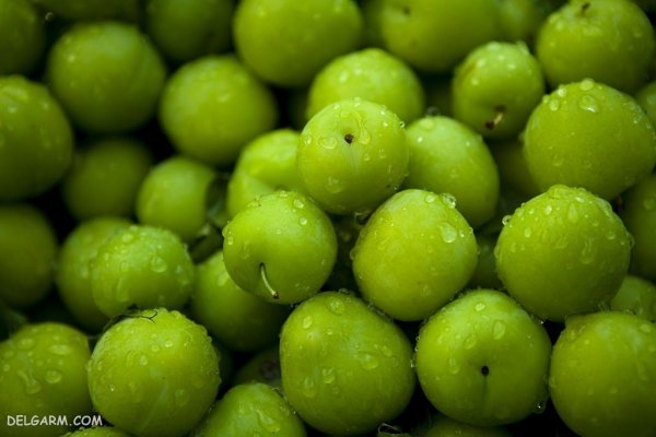 عکس گوجه سبز برای پروفایل با کیفیت بالا