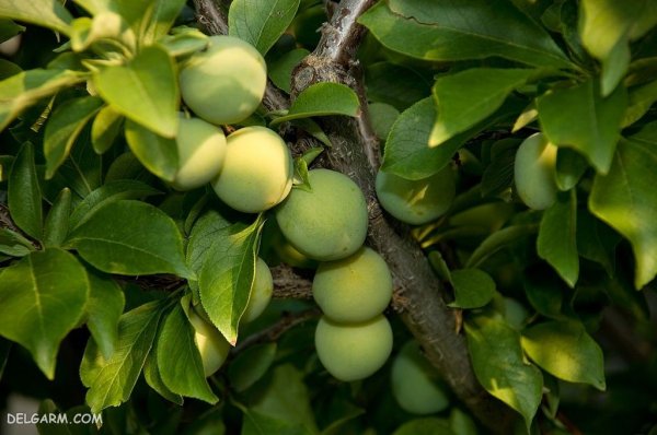 عکس گوجه سبز برای پروفایل با کیفیت بالا