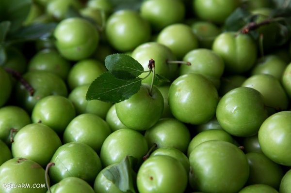  عکس گوجه سبز برای پروفایل با کیفیت بالا
