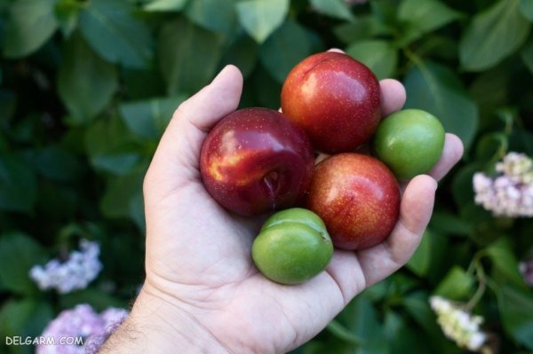  عکس گوجه سبز برای پروفایل با کیفیت بالا