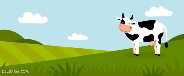  عکس نقاشی گاو زیبا