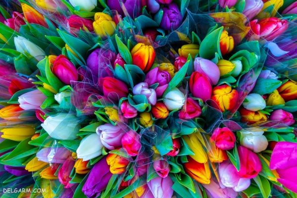  عکس طبیعت بهاری با کیفیت HD