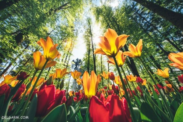 زیباترین عکس طبیعت بهاری واقعی