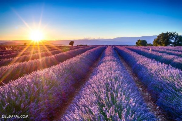  زیباترین عکس طبیعت بهاری واقعی
