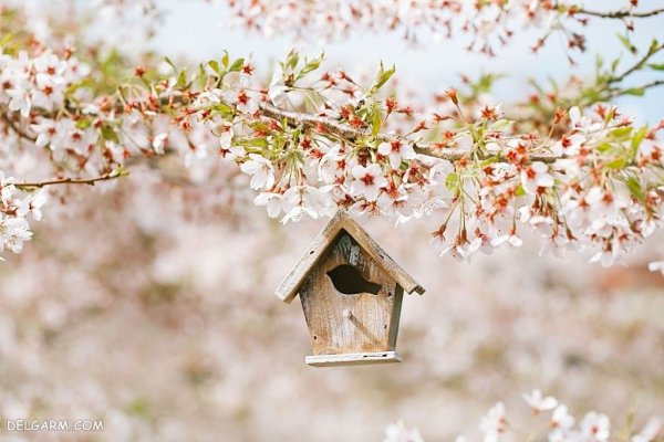  زیباترین عکس طبیعت بهاری واقعی