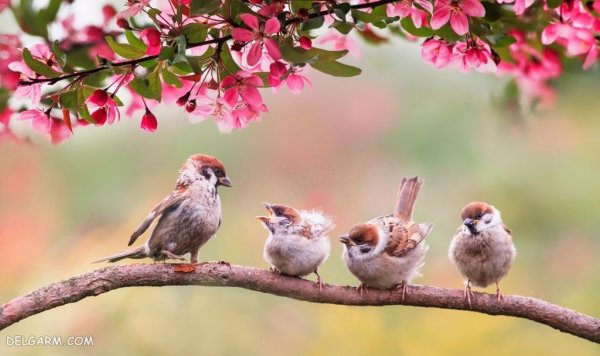  زیباترین عکس طبیعت بهاری واقعی
