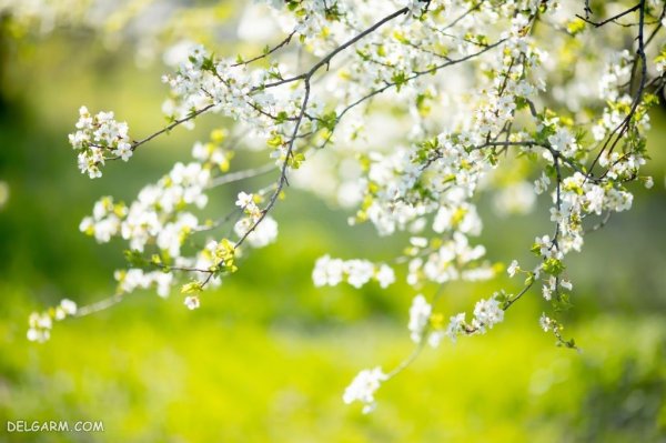  زیباترین عکس طبیعت بهاری واقعی
