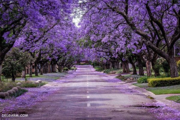  زیباترین عکس طبیعت بهاری واقعی