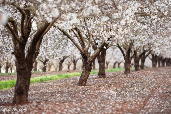  زیباترین عکس طبیعت بهاری واقعی