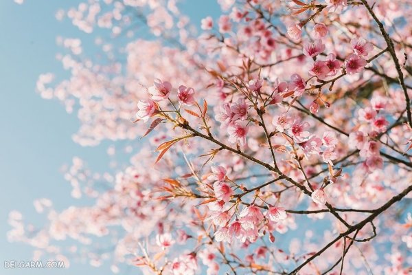  زیباترین عکس طبیعت بهاری واقعی
