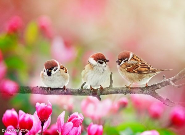  زیباترین عکس طبیعت بهاری واقعی
