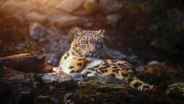  والپیپر 4k برای کامپیوتر