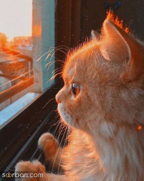  عکس گربه بامزه HD برای پروفایل